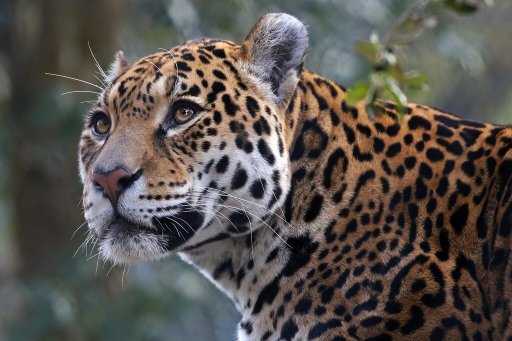What are the National Animals of Mexico? A Guide to Inspirational Animals