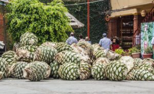 oaxaca mezcal tours