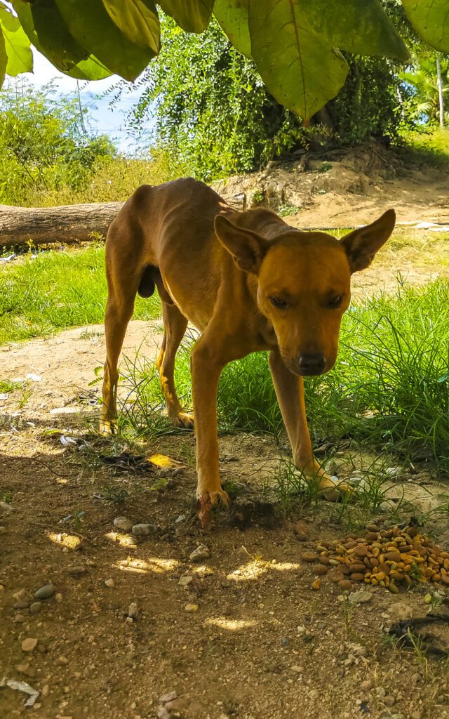 mexican street dogs